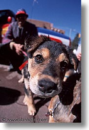america, desert southwest, indian country, new mexico, north america, puppies, santa fe, sniff, southwest, united states, vertical, western usa, photograph