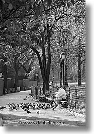 america, benches, black and white, central park, new york, new york city, north america, park, united states, vertical, photograph