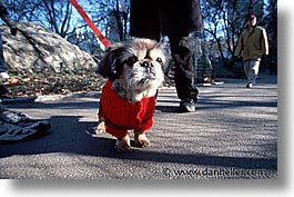 america, central park, horizontal, new york, new york city, north america, red, sweater, united states, photograph
