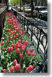 america, new york, new york city, north america, streets, tulips, united states, vertical, photograph