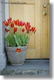 america, ashland, colors, flowers, nature, north america, oregon, pots, red, tulips, united states, vertical, photograph
