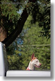 america, baker city, dogs, eared, long, north america, oregon, united states, vertical, photograph