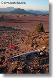 america, crater lake, landscapes, logs, mountains, north america, oregon, united states, vertical, photograph