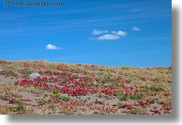 america, crater lake, horizontal, landscapes, north america, oregon, plants, red, united states, photograph