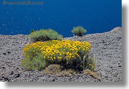 america, crater lake, flowers, horizontal, north america, oregon, united states, vegetation, yellow, photograph