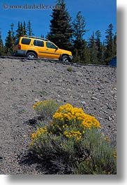 america, crater lake, flowers, north america, oregon, trucks, united states, vegetation, vertical, yellow, photograph