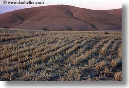 agriculture, america, horizontal, landscapes, north america, oregon, rows, scenics, united states, photograph
