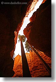 america, bryce canyon, canyons, north america, trees, united states, utah, vertical, western usa, photograph