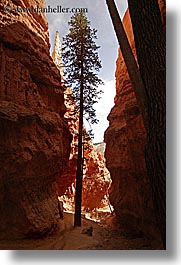 america, bryce canyon, canyons, north america, trees, united states, utah, vertical, western usa, photograph