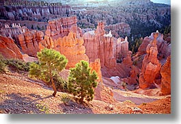 america, bryce canyon, horizontal, north america, scenics, trees, united states, utah, western usa, photograph