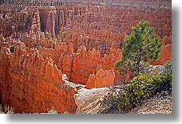 america, bryce canyon, horizontal, north america, scenics, trees, united states, utah, western usa, photograph