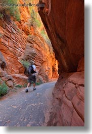 america, angels landing trail, canyons, hikers, nature, north america, paths, rocks, slot canyon, trees, united states, utah, vertical, walls, western usa, zion, photograph