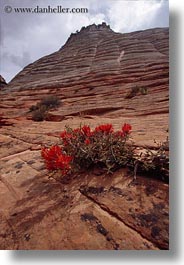 america, checkerboard, flowers, mountains, north america, red, united states, utah, vertical, western usa, zion, photograph