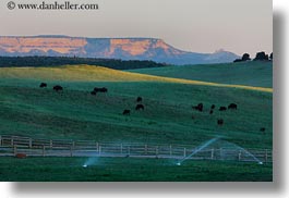 america, buffalo, cliffs, horizontal, landscapes, north america, sprinklers, united states, utah, western usa, zion, photograph