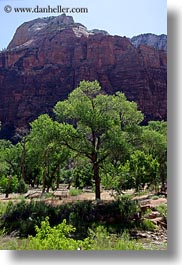 america, mountains, north america, trees, united states, utah, vertical, western usa, zion, photograph