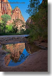 america, mountains, north america, reflections, united states, utah, vertical, virgin river, western usa, zion, photograph