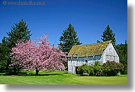 orcas island, pink, tree, barn, washington, united states, photograph