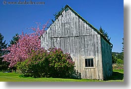 orcas island, pink, tree, barn, washington, united states, photograph