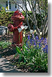 flowers, orcas island, red, fire hydrant, washington, united states, photograph