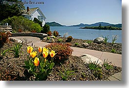 orcas island, tulips, ocean, yellow, washington, united states, photograph