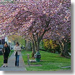 america, nature, north america, pacific northwest, pedestrians, people, pink, plants, seattle, square format, trees, united states, walking, washington, western usa, womens, photograph