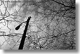 america, black and white, branches, horizontal, lamp posts, nature, north america, pacific northwest, plants, seattle, trees, united states, washington, western usa, photograph