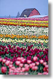america, flowers, north america, pacific northwest, tulips, united states, vertical, washington, western usa, photograph