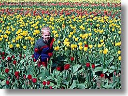 america, boys, childrens, flowers, horizontal, nature, north america, pacific northwest, people, tulips, united states, washington, western usa, photograph