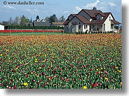 america, buildings, colored, flowers, horizontal, houses, multi, nature, north america, pacific northwest, structures, tulips, united states, washington, western usa, photograph