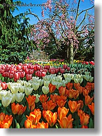america, colored, flowers, multi, nature, north america, pacific northwest, tulips, united states, vertical, washington, western usa, photograph