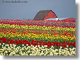 america, barn, buildings, colored, flowers, horizontal, multi, nature, north america, pacific northwest, structures, tulips, united states, washington, western usa, photograph