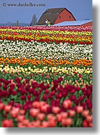 america, barn, buildings, colored, flowers, multi, nature, north america, pacific northwest, structures, tulips, united states, vertical, washington, western usa, photograph