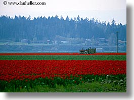 america, flowers, horizontal, nature, north america, pacific northwest, red, tractor, tulips, united states, washington, western usa, photograph