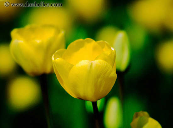 yellow-tulip-big.jpg