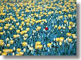 america, flowers, horizontal, nature, north america, one, pacific northwest, red, tulips, united states, washington, western usa, yellow, photograph