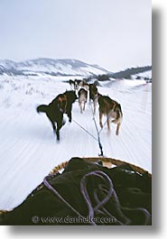america, dog sled, dogs, jackson hole, mush, north america, snow, united states, vertical, winter, wyoming, photograph