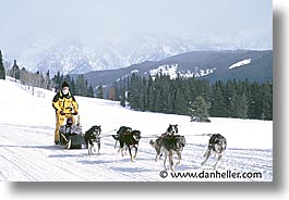 america, dog sled, dogs, horizontal, jackson hole, mush, north america, snow, united states, winter, wyoming, photograph