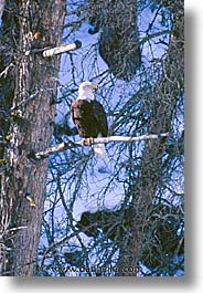 america, animals, bald, birds, eagles, north america, snow, united states, vertical, winter, wyoming, yellowstone, photograph