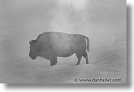 america, animals, bison, black and white, horizontal, north america, snow, united states, winter, wyoming, yellowstone, photograph