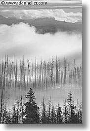 america, black and white, landscapes, north america, snow, united states, vertical, winter, wyoming, yellowstone, photograph