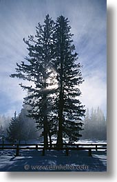 america, north america, snow, trees, united states, vertical, winter, wyoming, yellowstone, photograph