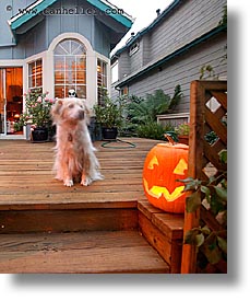 dogs, goul, halloween, homes, long exposure, personal, pumpkins, vertical, photograph
