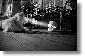 black and white, dogs, halloween, homes, horizontal, personal, skulls, slow exposure, photograph