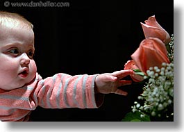 babies, boys, horizontal, infant, jacks, jan feb, roses, photograph