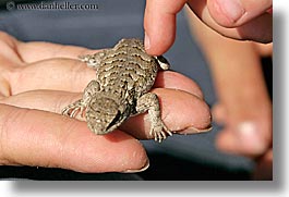 horizontal, mothers day, personal, western fence lizard, photograph