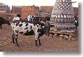 africa, burkina faso, cows, gurunsi, horizontal, tiebele, photograph
