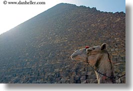 africa, cairo, camels, egypt, horizontal, pyramids, structures, photograph