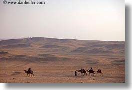 africa, cairo, camels, desert, egypt, horizontal, photograph