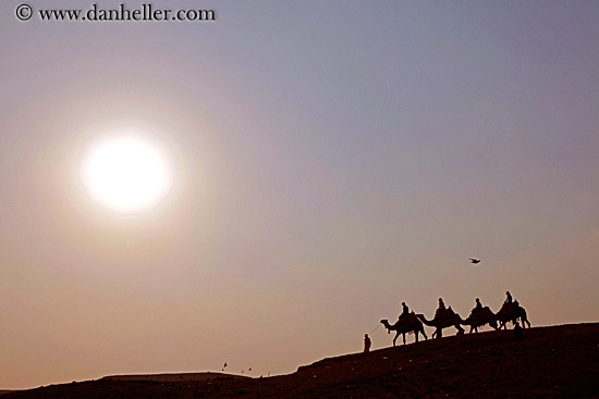 camels-06.jpg