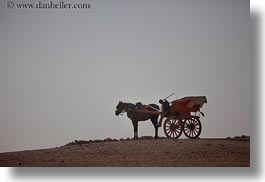 africa, boys, cairo, carriage, egypt, horizontal, horses, photograph